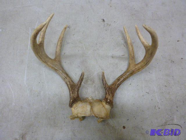 lot 152 image: 8 Point Antlers...