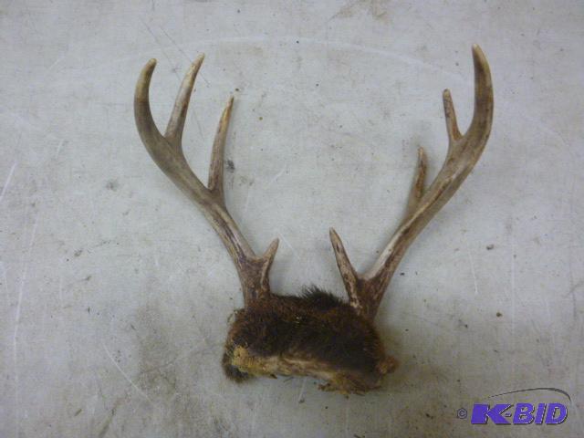 lot 153 image: 6 Point Antlers...