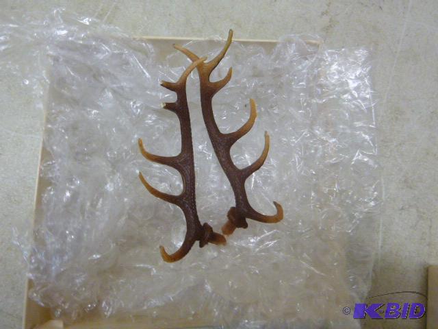 lot 72 image: Mini Antlers Two tips broken (for cuckoo cloc...