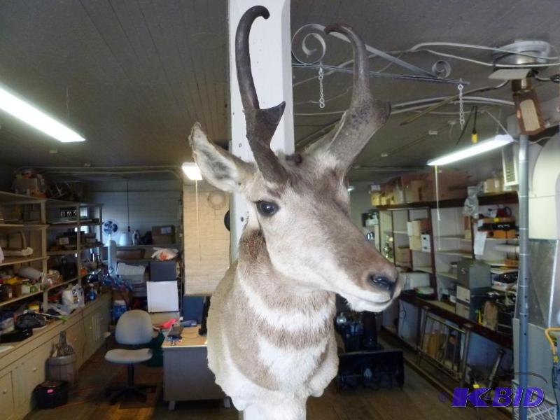 lot 3 image: Large Antelope Wall Head Mount, nice looking ...