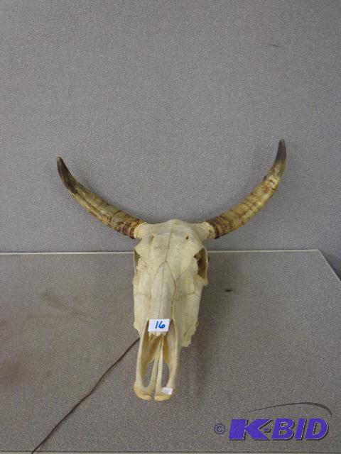 lot 16 image: Steer Skull   Beautiful Steer Skull  Cleaned ...