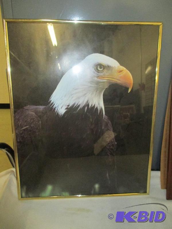 Eagle Picture