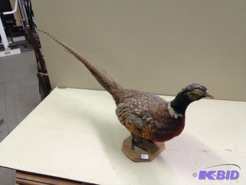 Taxidermy Pheasant  Looks Good...