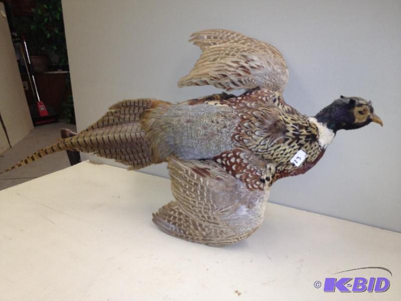 Taxidermy Pheasant  Looks Good...