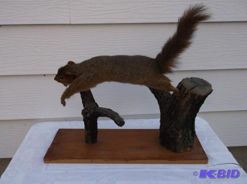lot 15 image: Squirrel mounted on two logs & board in g...