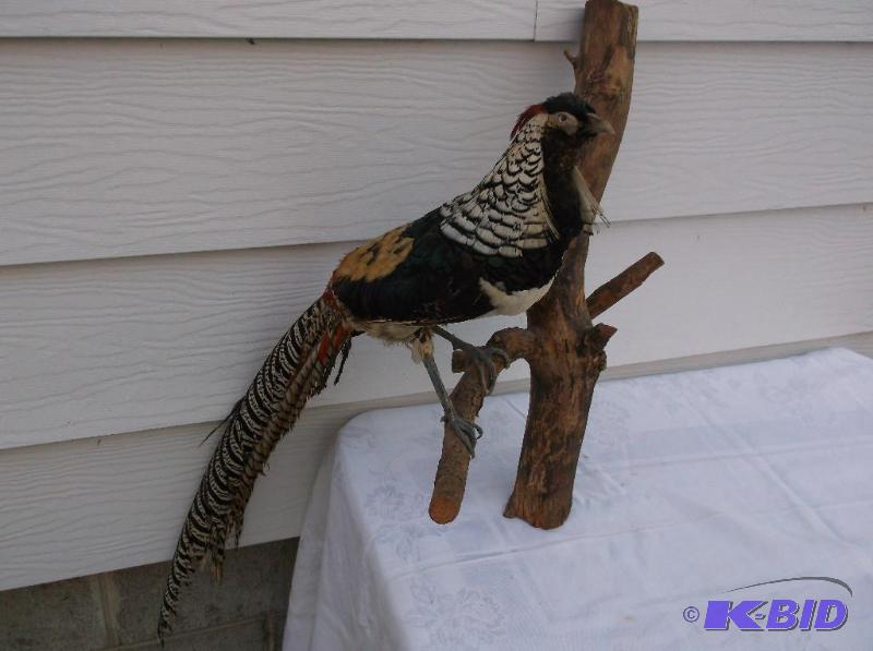lot 16 image: Beautiful Lady Amhersts pheasant in great di...