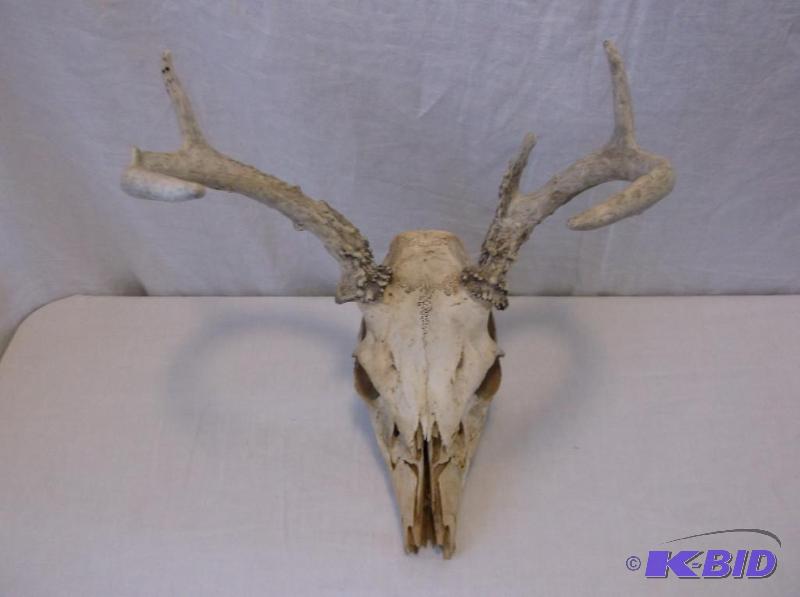 lot 36 image: Nice 5 point European mount deer rack....