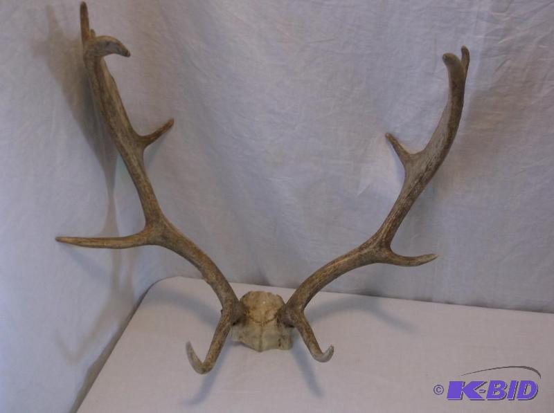 lot 38 image: Nice Elk rack in great disable condition....
