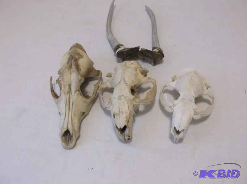 lot 73 image: Lot with deer rack & skulls....