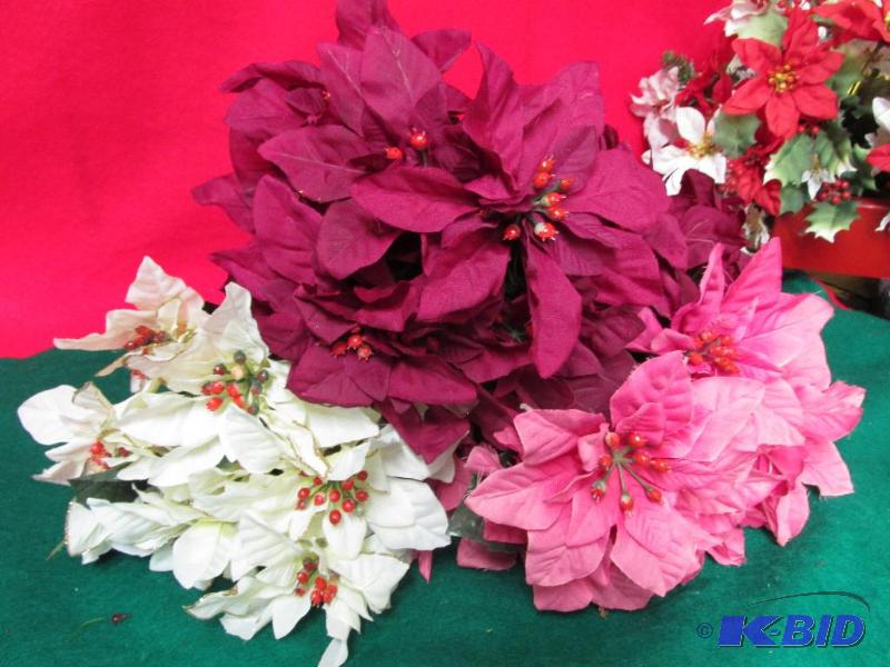 White, Red and Pink Poinsettias.