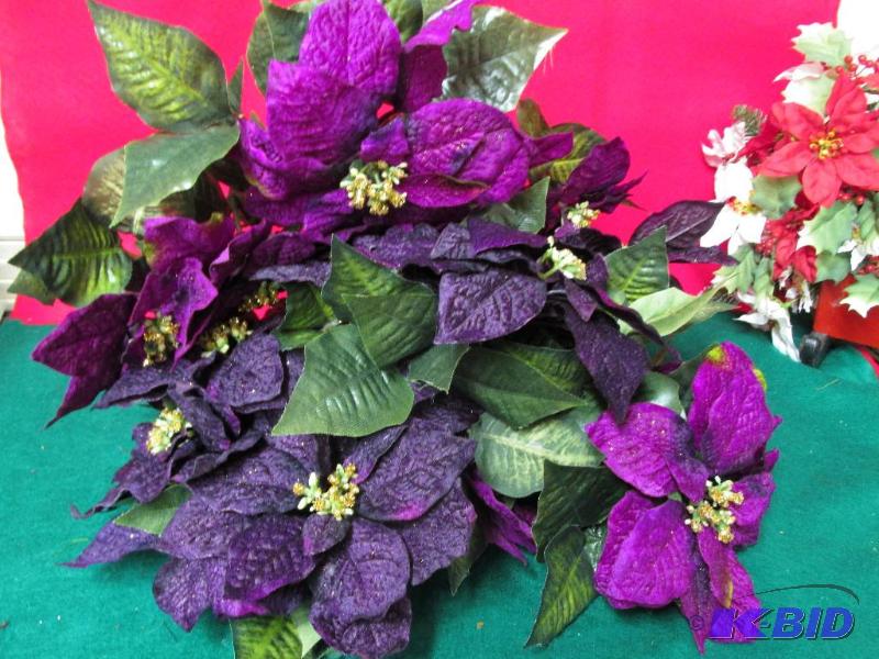 Deep Purple Poinsettias