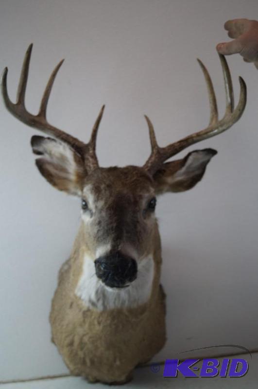 Deer head