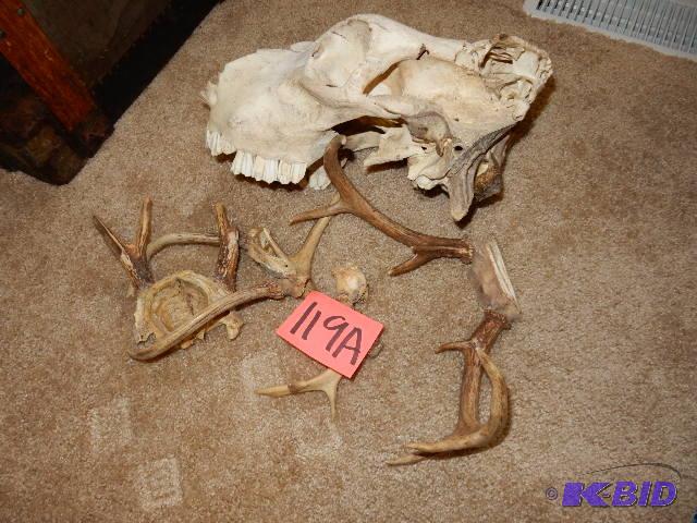 lot 119A image: Animal Scull and Antlers...