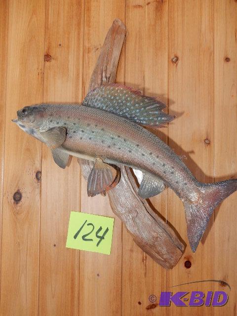 lot 124 image: MOUNTED Rainbow Trout.. 13 12 in l...