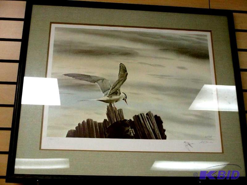 Framed Signed & Numbered Art Cook The Travelers Rests - Arctic Tern Print