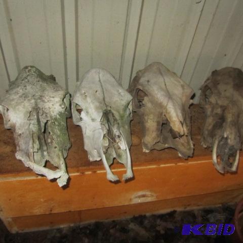 Bovine Skulls