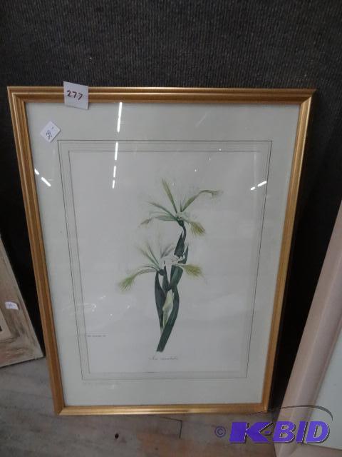 Wild Flower of Greece Print...