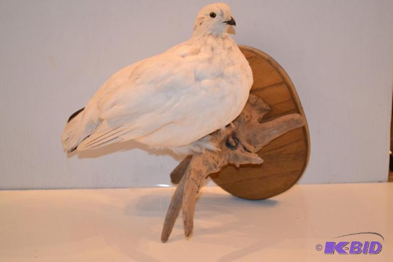 lot 69 image: Tamigan Mount on Oak and driftwood  Quite ra...