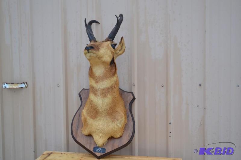 lot 85 image: Very nicely done Antelope Mount...