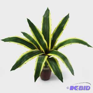Agave Plant