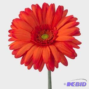 Assorted Stems 1200 Pieces