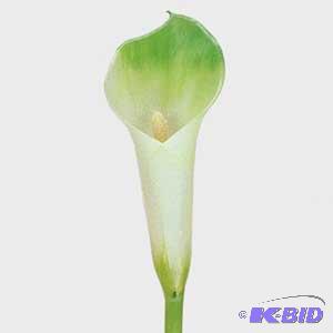 Garland, Tulip, Sprays, Poinsettia Bush Lily and more