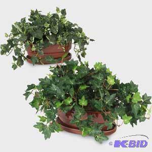 Oval Ceramic Ivy Planter & Holland Ivy