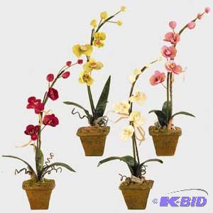Orchid Plants