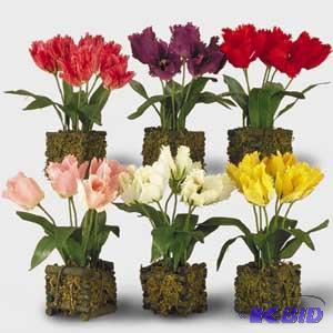 Tulip Planter