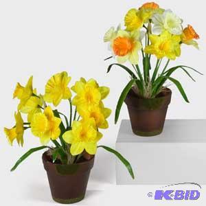 Daffodils