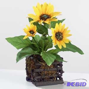 Sunflower in Wood Planter