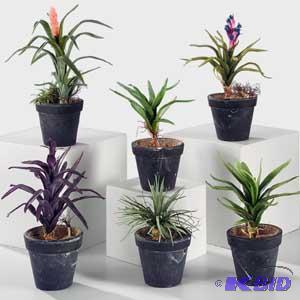 Tillandria Pots