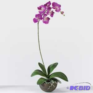 Phalaenopsis Plants