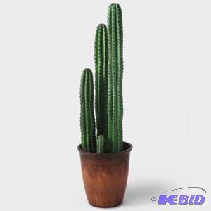 Potted Cactus