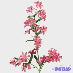 Wild Spike Spray & Fuscia