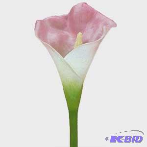 Calla Lily Spray