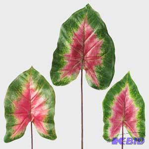 Red Caadium Leaf