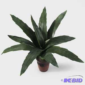 Potted Agave