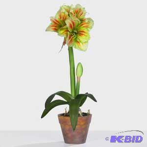 Potted Amaryllis