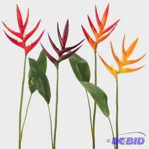Heliconia Strata