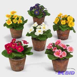 Potted Primrose Bush