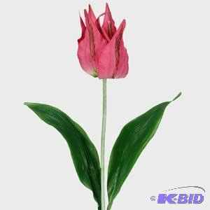 Crown Tulip