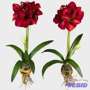 Red Amaryllis Bulb