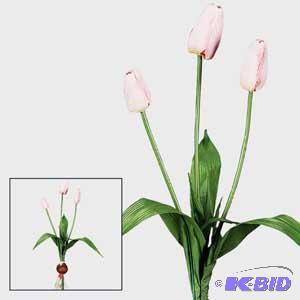 Pink Tulip Bulbs