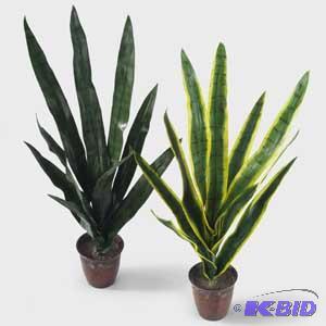 Sansevieria Pot