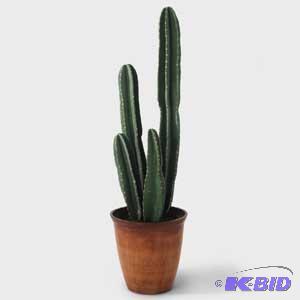Potted Cactus
