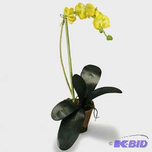 Dancing Orchids