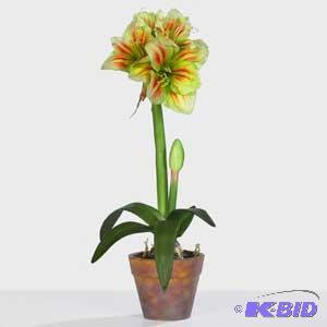 Potted Amaryllis