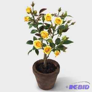 Sweetheart Rose Pot