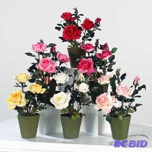 Potted Tea Rose